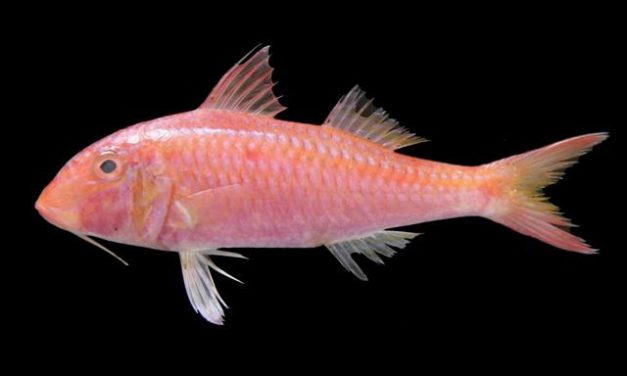 Ikan Biji Nangka Keunikan Dan Manfaatnya, Yuk Kita Bahas Disini