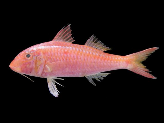 Ikan Biji Nangka Keunikan Dan Manfaatnya, Yuk Kita Bahas Disini