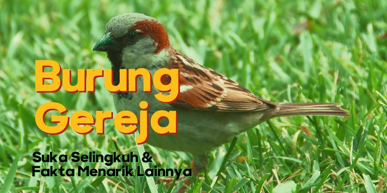 Fakta Unik Burung Gereja Yang Mudah Akrab Dengan Manusia