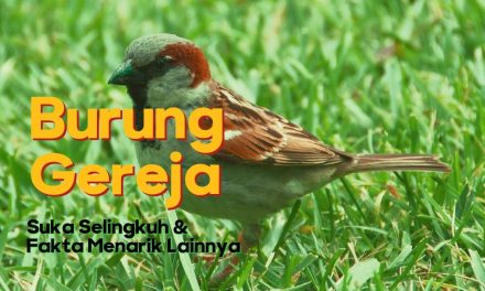 Fakta Unik Burung Gereja Yang Mudah Akrab Dengan Manusia