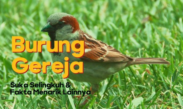 Fakta Unik Burung Gereja Yang Mudah Akrab Dengan Manusia