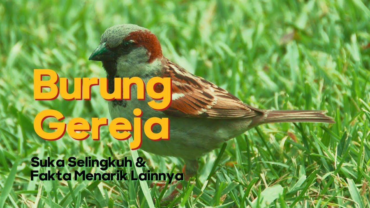 Fakta Unik Burung