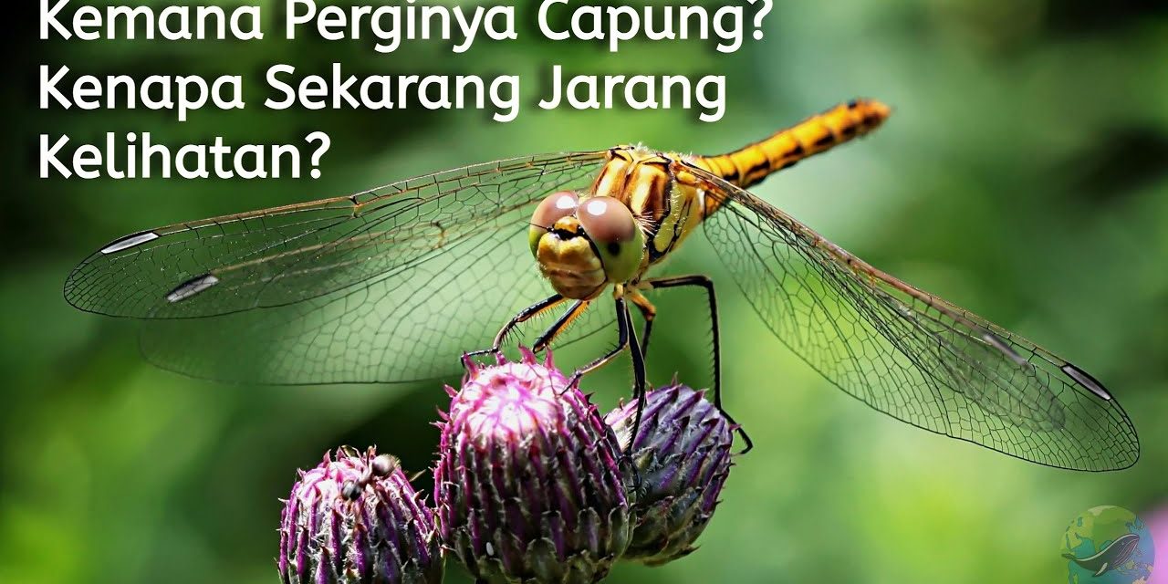 Populasi Hewan Capung Kini Semakin Sedikit, Apa Penyebabnya ?