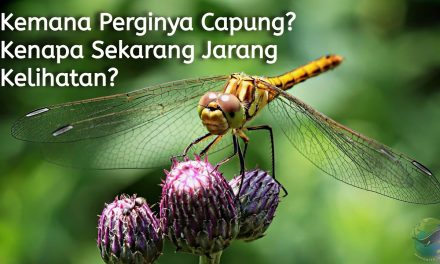 Populasi Hewan Capung Kini Semakin Sedikit, Apa Penyebabnya ?