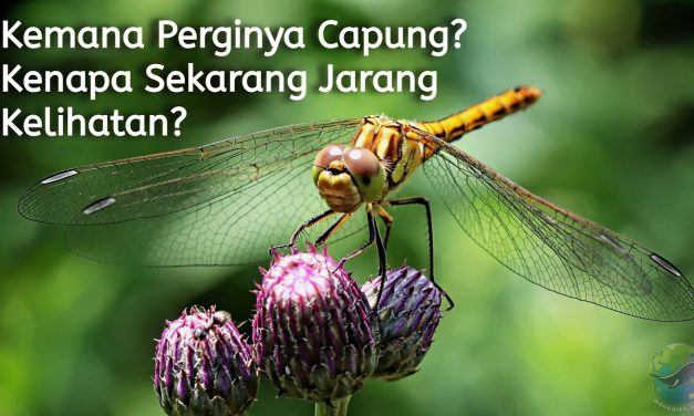 Populasi Hewan Capung Kini Semakin Sedikit, Apa Penyebabnya ?