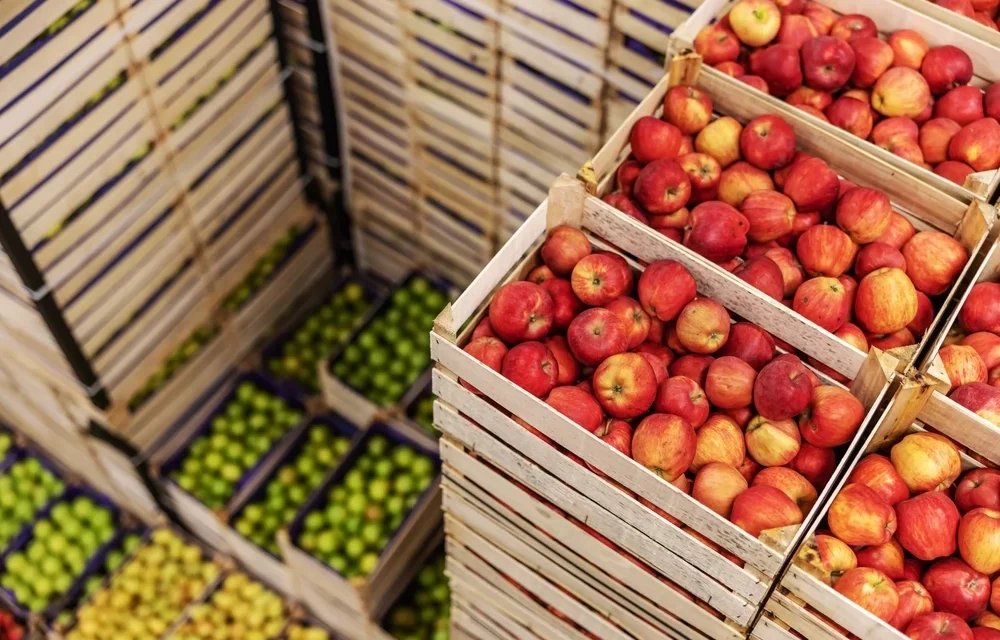 Strategi Rantai Dingin: Menjaga Kesegaran Buah Tropis Indonesia