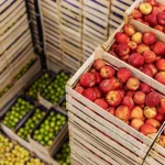 Strategi Rantai Dingin: Menjaga Kesegaran Buah Tropis Indonesia