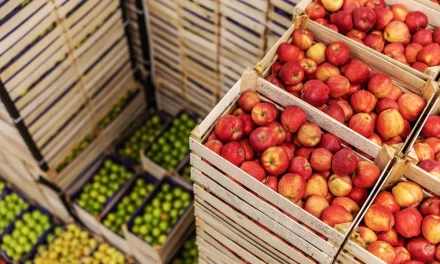 Strategi Rantai Dingin: Menjaga Kesegaran Buah Tropis Indonesia