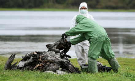 Kasus Flu Burung H5N1 Terdeteksi di Australia Dan Semakin Luas