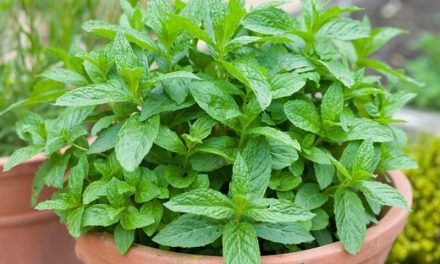 Tanaman Daun Mint Aroma Khas Dan Juga Khasiatnya Luar Biasa