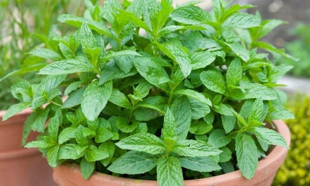 Tanaman Daun Mint Aroma Khas Dan Juga Khasiatnya Luar Biasa