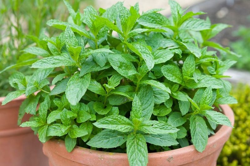 Tanaman Daun