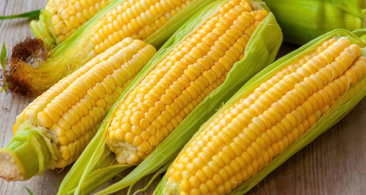 Cara Menanam Jagung Dengan Hasil Panen Melimpah