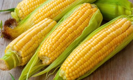 Cara Menanam Jagung Dengan Hasil Panen Melimpah