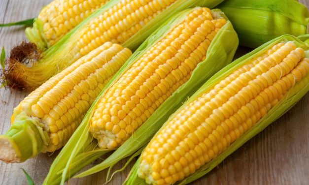 Cara Menanam Jagung Dengan Hasil Panen Melimpah